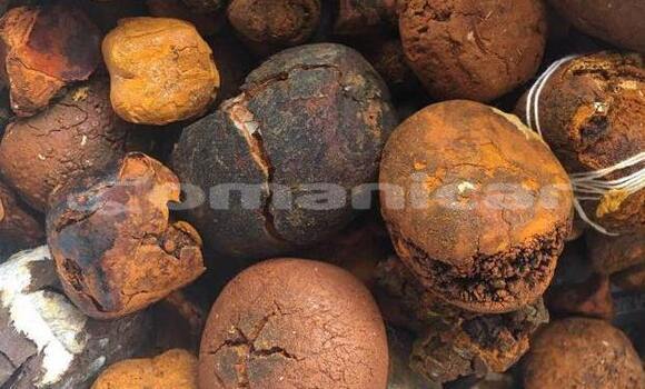 Buy cow Gallstone online